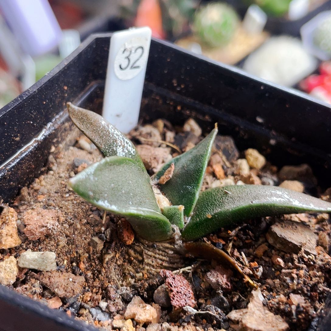 非偏远地区满25包邮仙人球