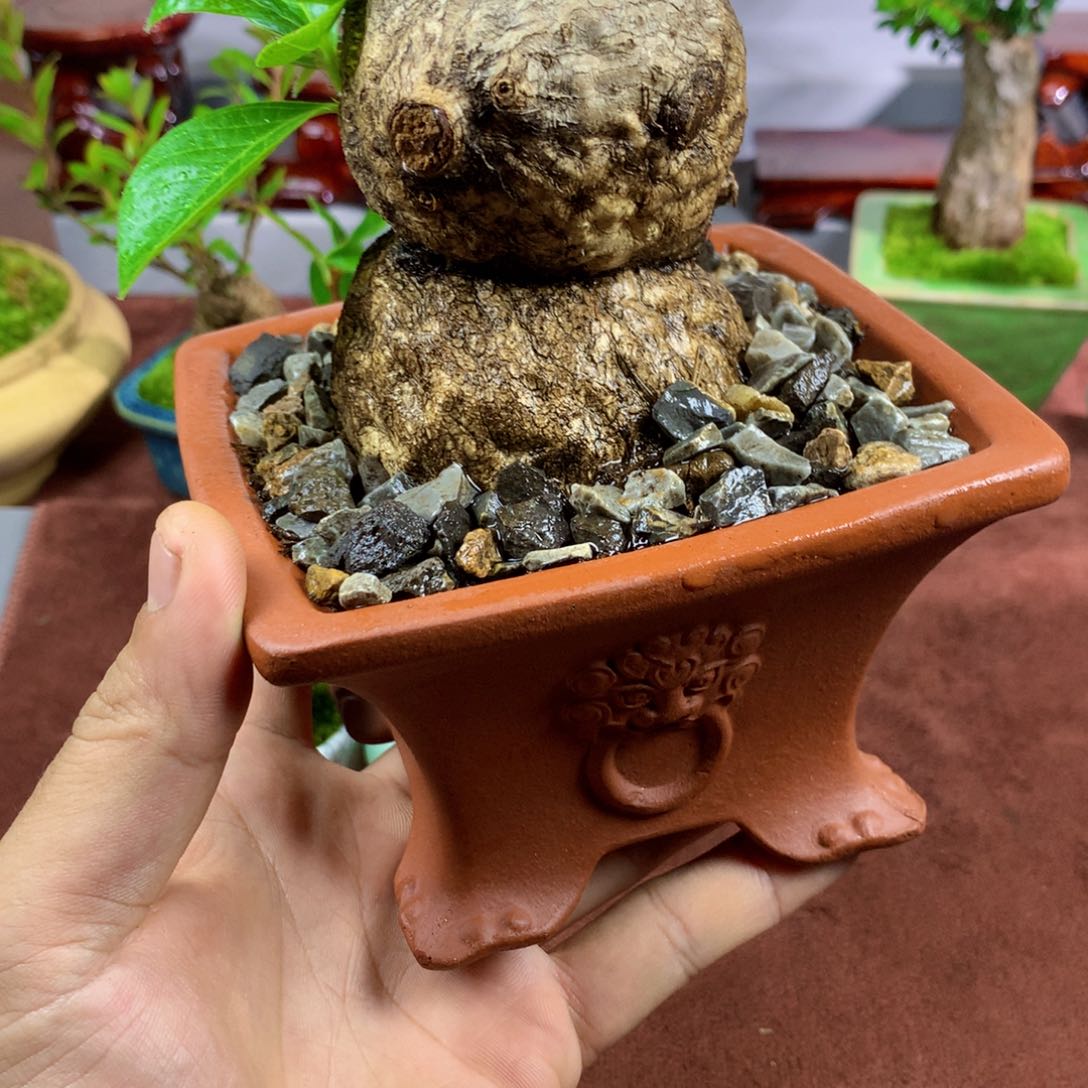 无花朵不了不让了吗就让我们两