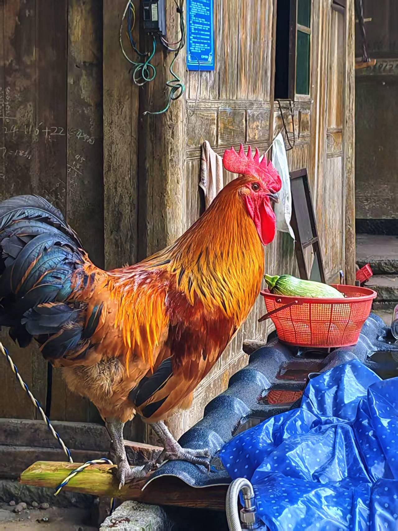正宗农村散养土公鸡（直播间改价生鲜顺丰包邮）大公鸡活鸡土鸡