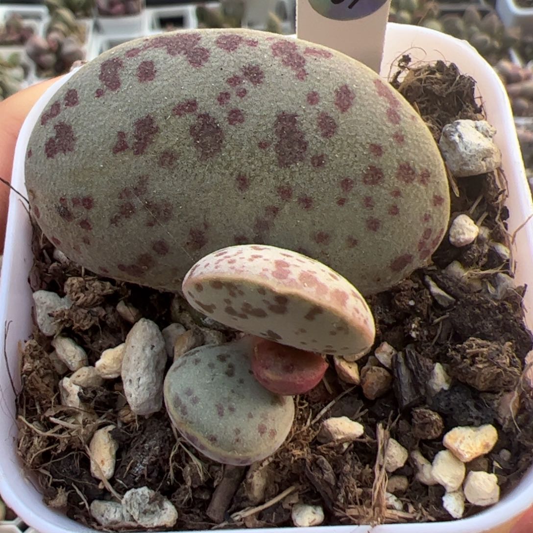 特价超大母叶花蛋大苗多肉植物