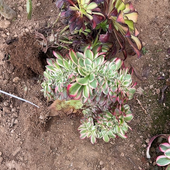 多肉植物清城➕美丽锦