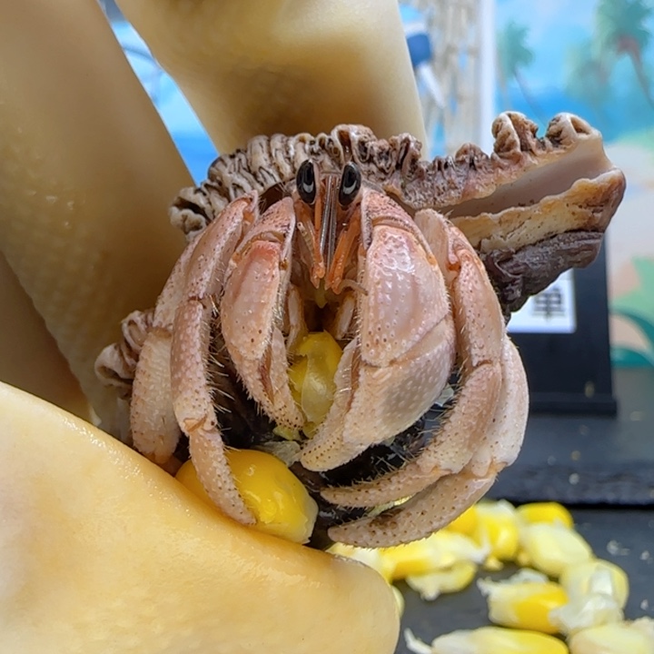 A75桔色 西沙1.9cm口径