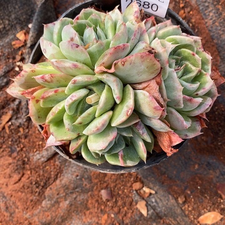 末*精品多肉植物2680