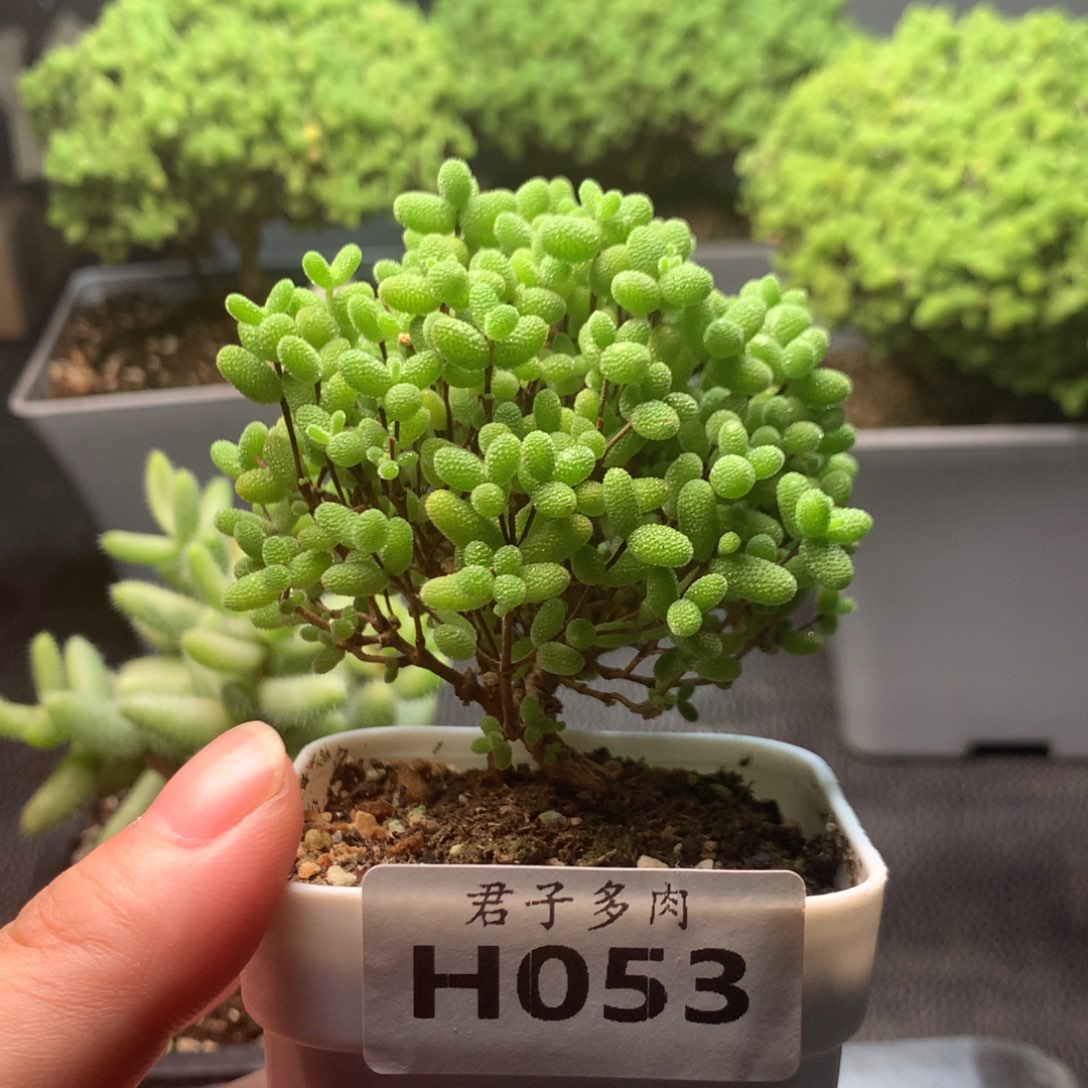 053蜜橘。             