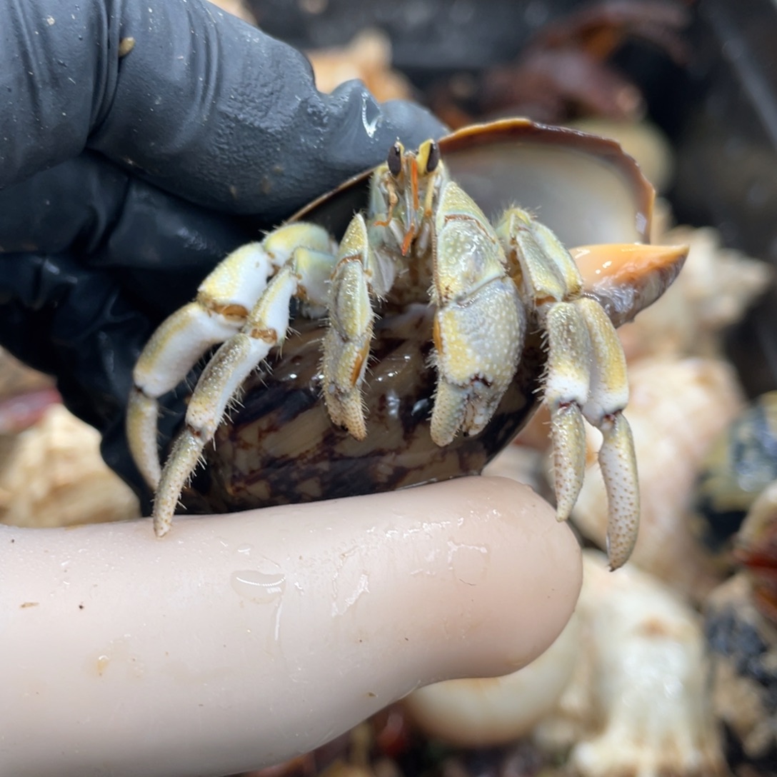 不退不换活体宠物175