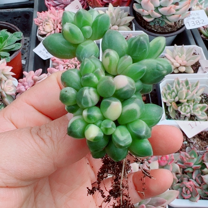 千代田锦缀1383多肉植物