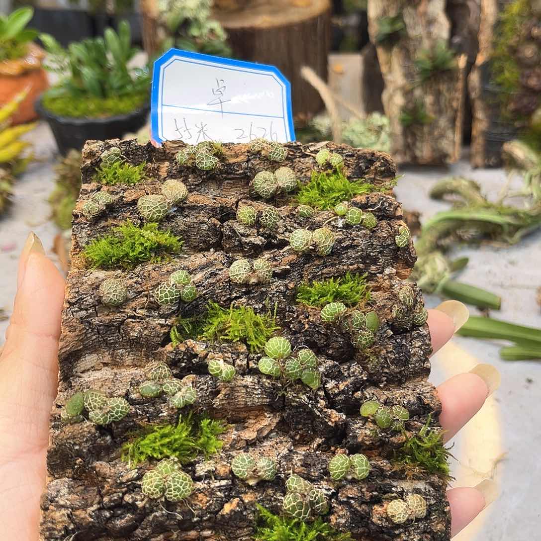 卓55。。。。。。。。。。。。。