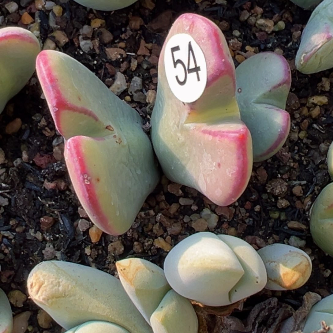 多肉植物111111111111111