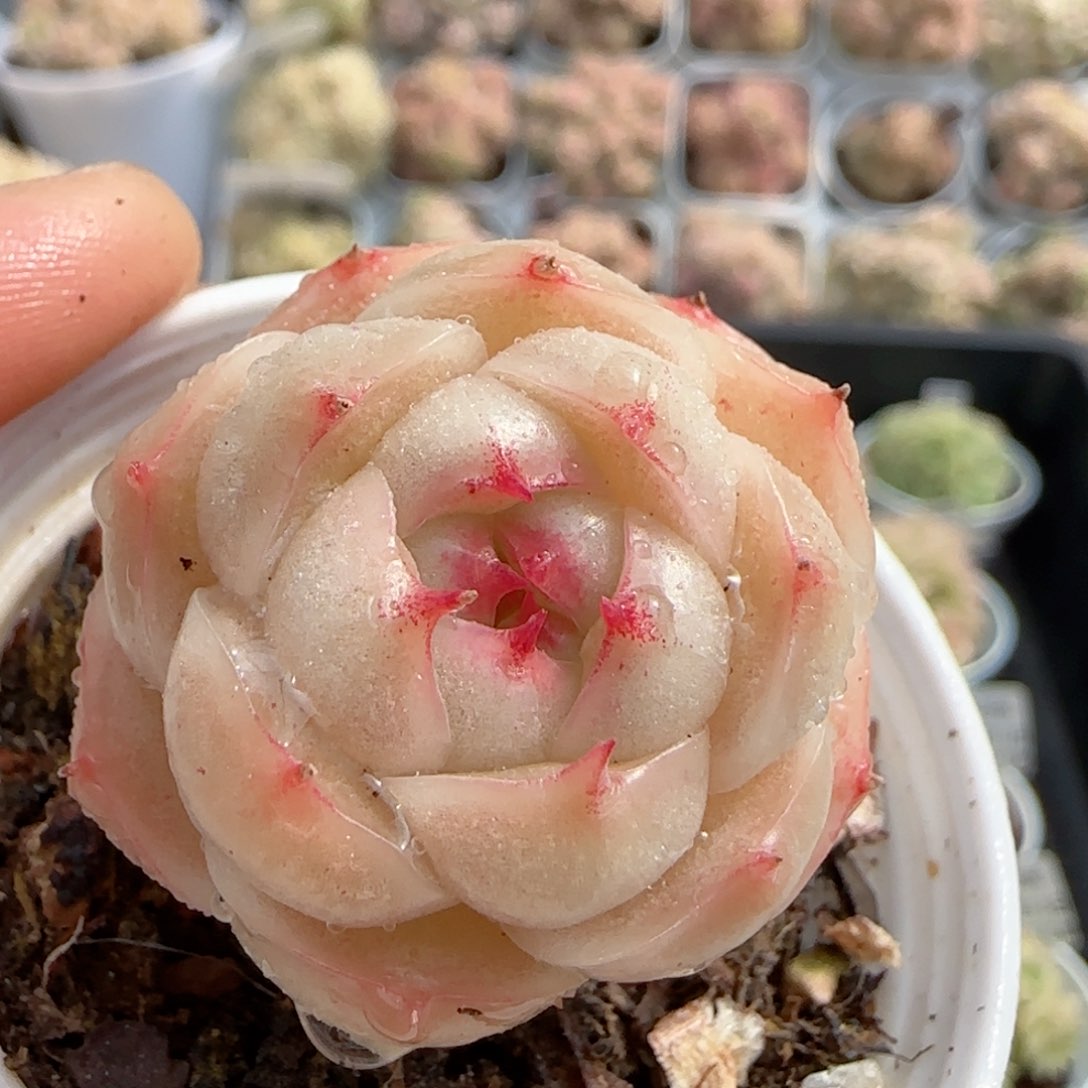 【闪购商品】0213-113包子麦杆