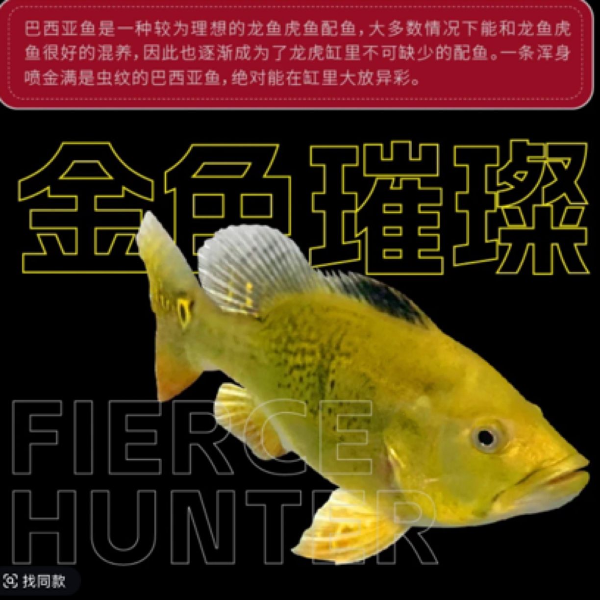 黄金球体巴西亚15-18公分