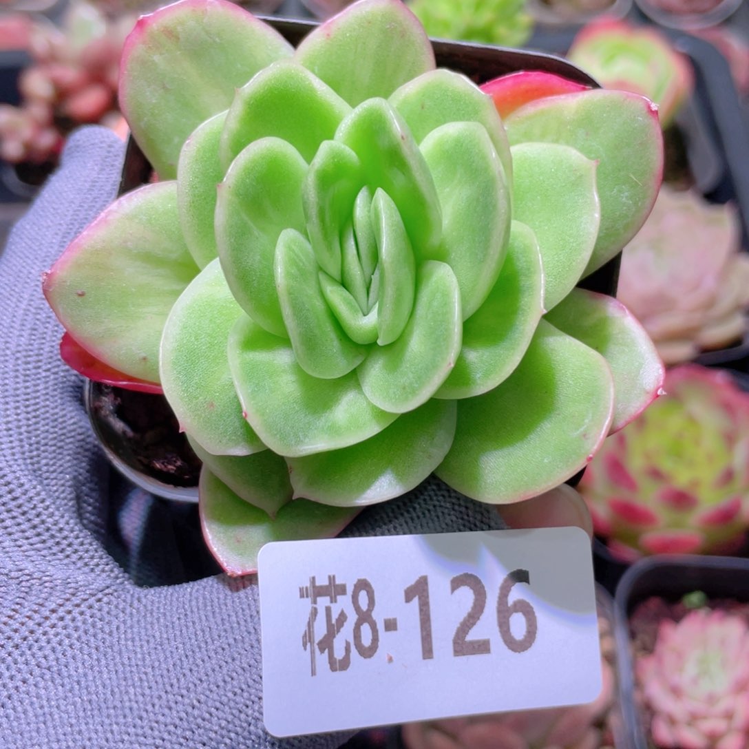 花利美 8-126冰玫瑰锦