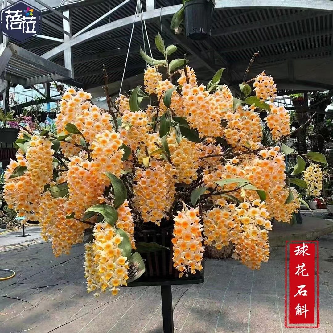 鑫斛园石斛球花石斛室内（一物一拍）盆景石斛兰绿植兰花绿植盆栽