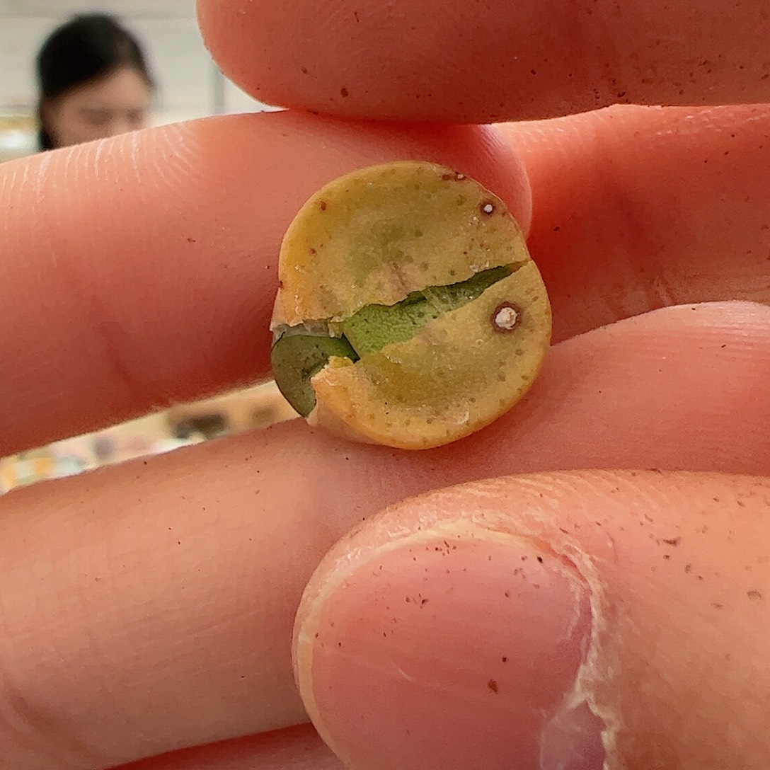 【闪购商品】221 金币