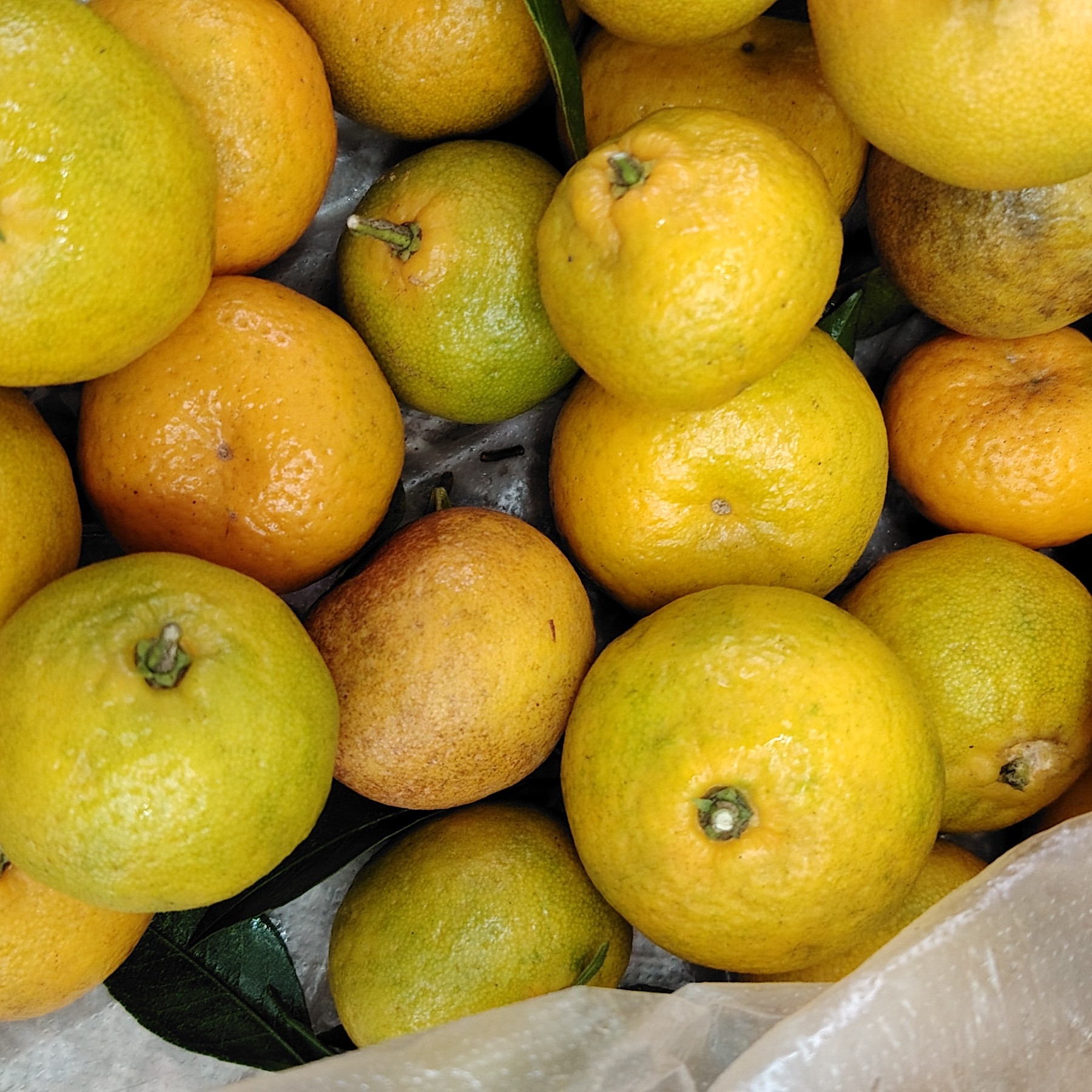 江西赣南现摘小奶橘