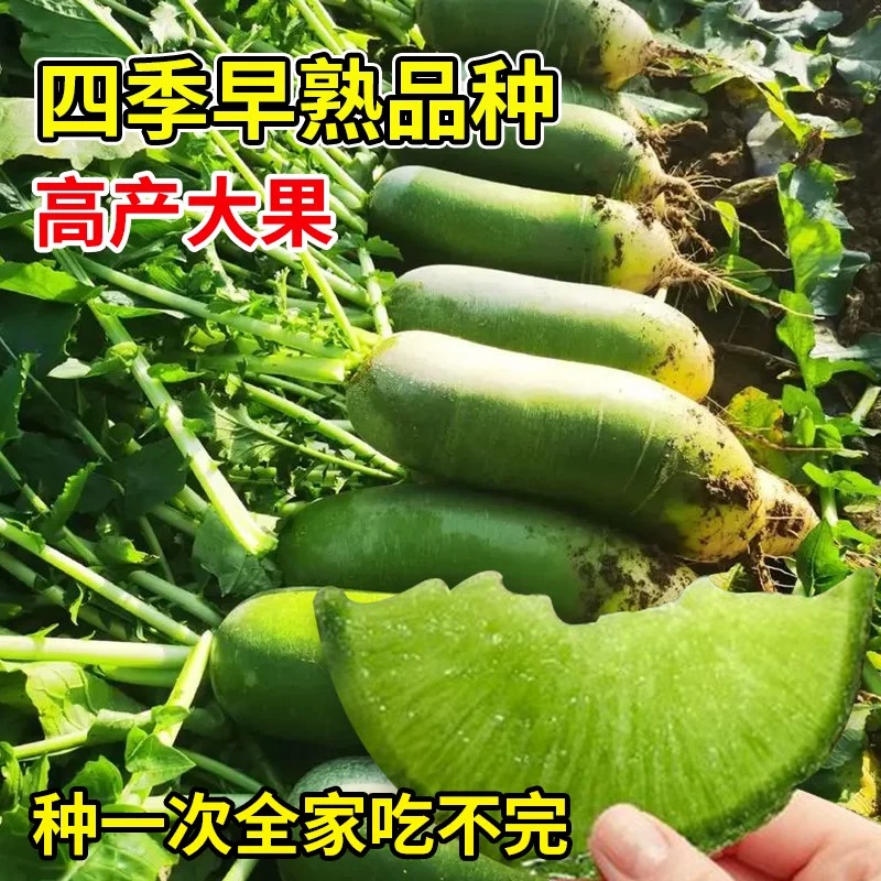 潍县水果萝卜种子萝卜种籽凤梨冰糖心青萝卜四季种植蔬菜大全种孑