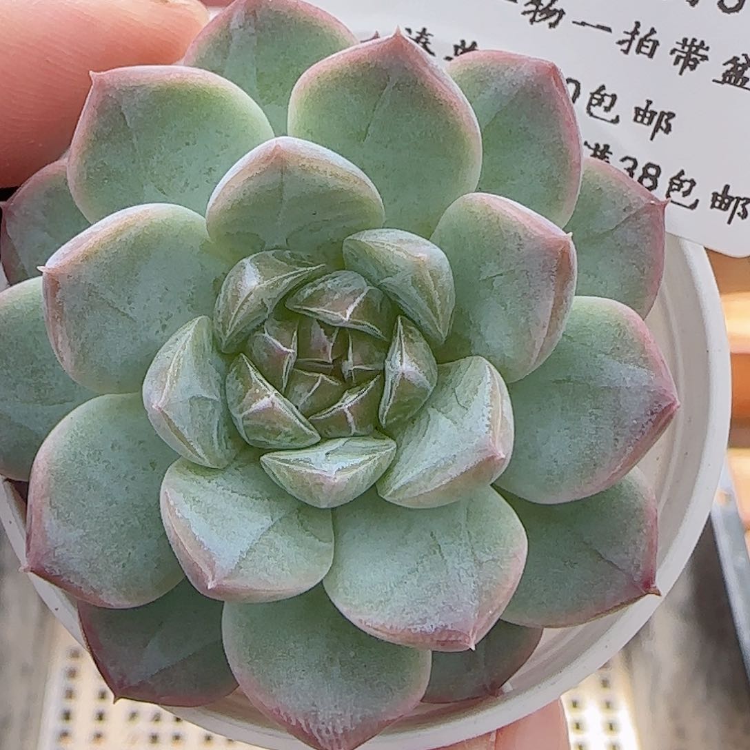 多肉0705-109糖心糖心