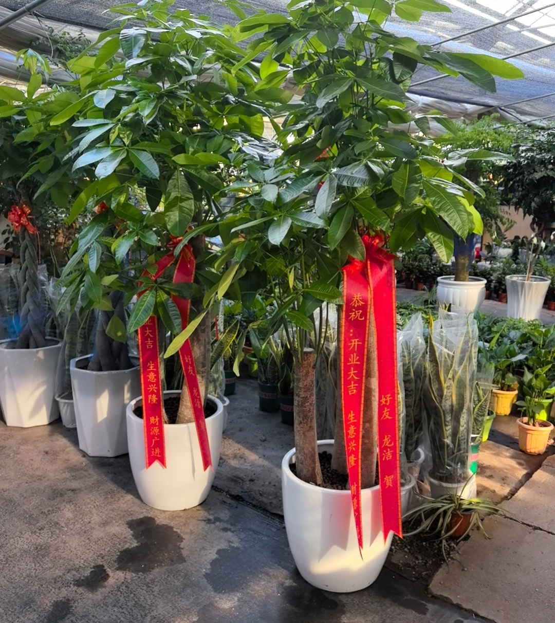 单杆发财树整体高度1.3到1.5米室内大型绿植盆栽开业送礼佳选