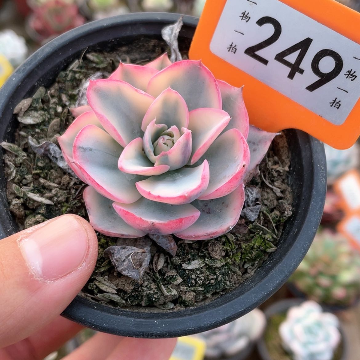 【闪购商品】249号