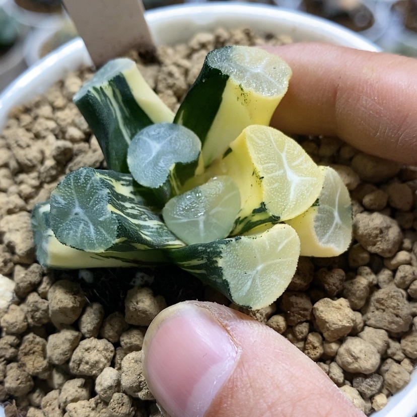 【闪购商品】164雪国x花菱