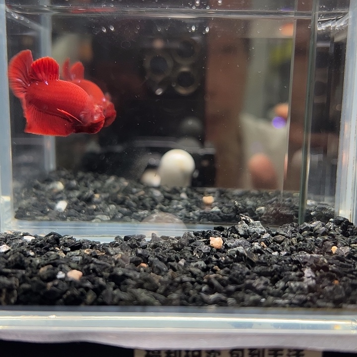 斗鱼跑单拉黑1日82