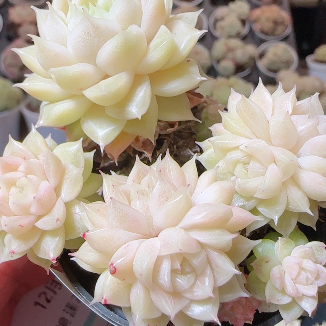 花语多肉1225-76散