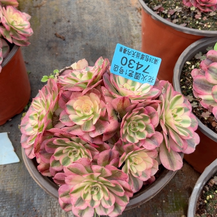 荔枝7430多肉植物