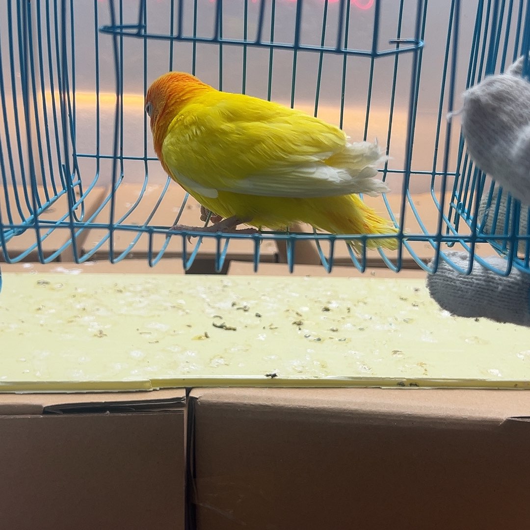 桃脸牡丹鹦鹉牡丹黄金丝