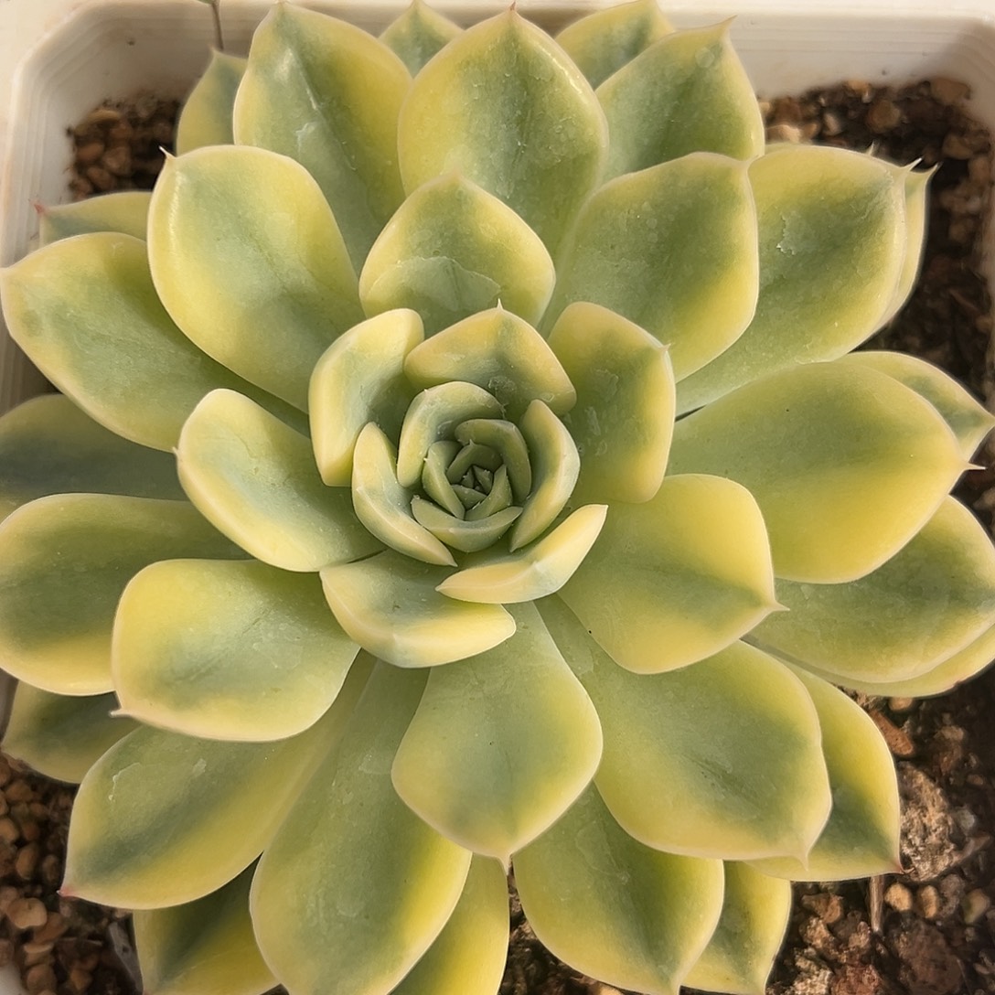 荷花锦大单头多肉