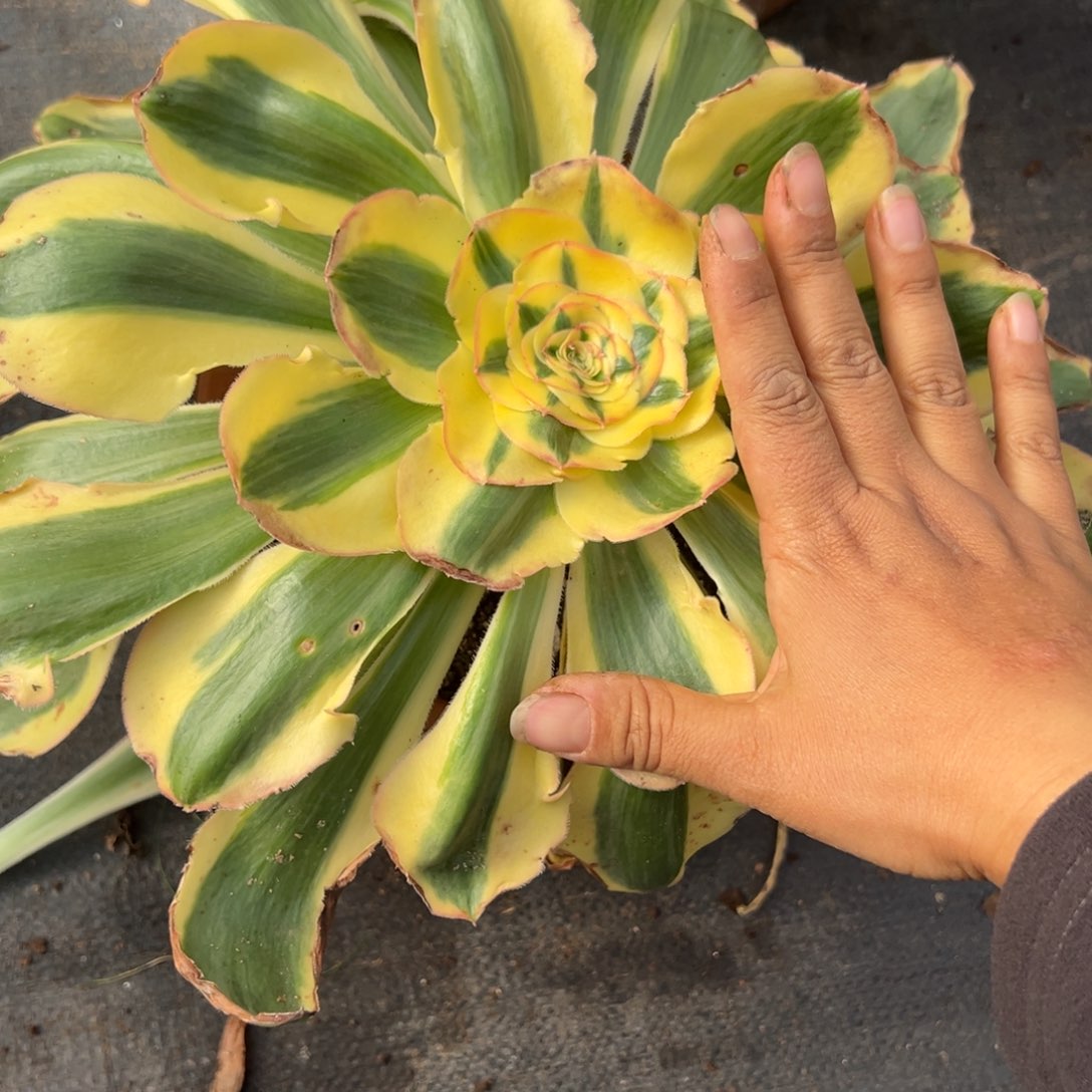 32王妃duorouxixixixi多肉