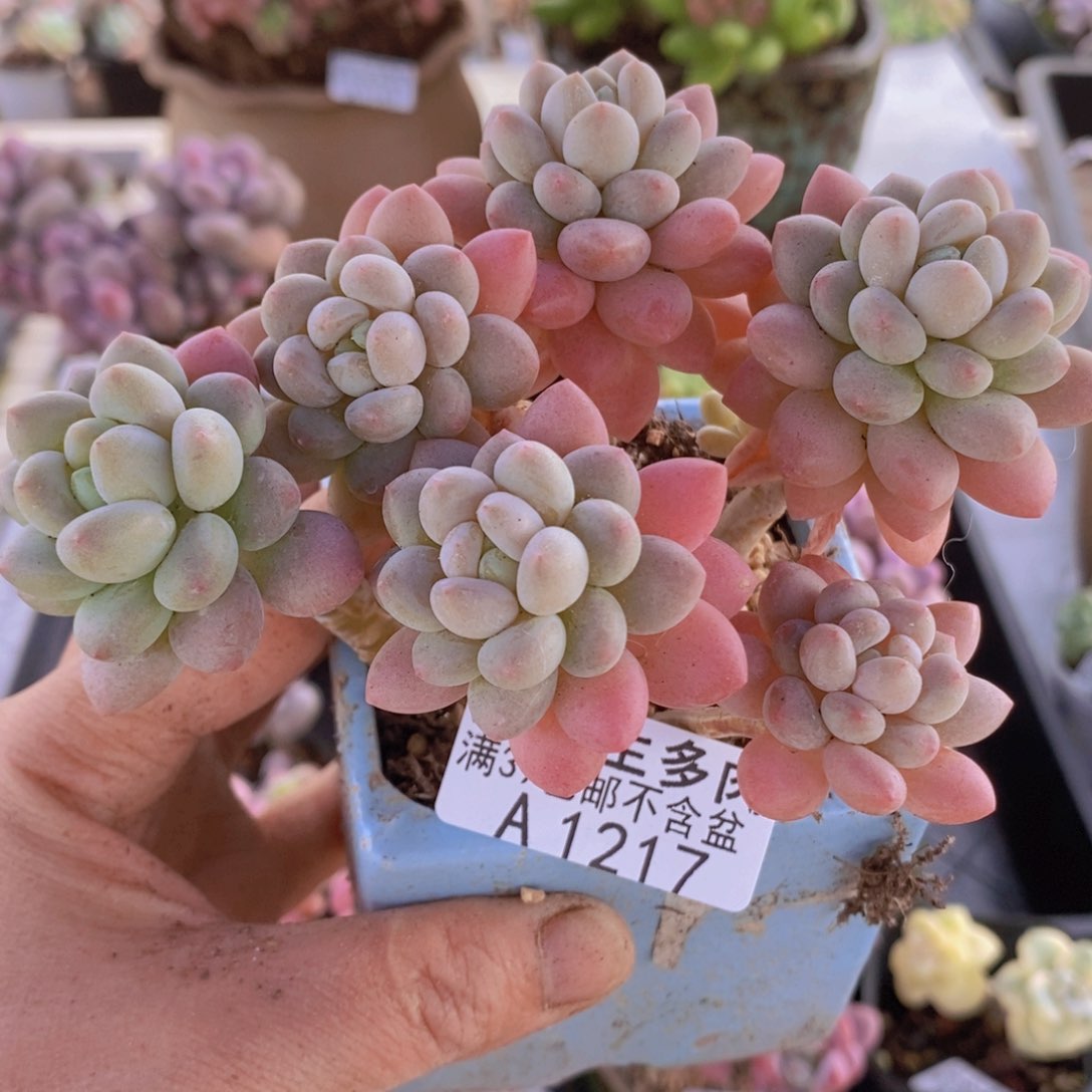 鱼子酱10cm1217多肉植物