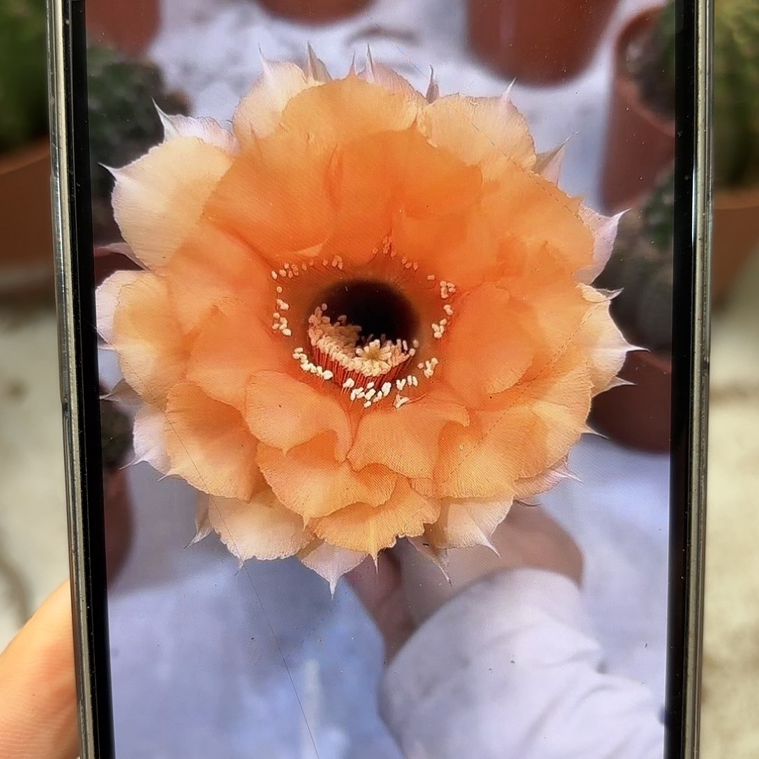 彩草杏色香槟7-8公分带崽微瑕脱土