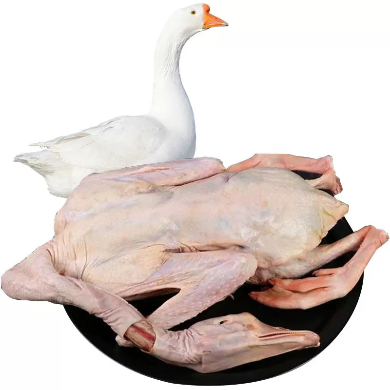 【新疆包邮】新鲜整只鹅自然生长五谷喂养冷冻顺丰包邮