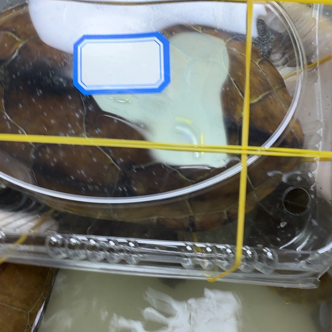 焯***绿毛龟母黄肉母龟