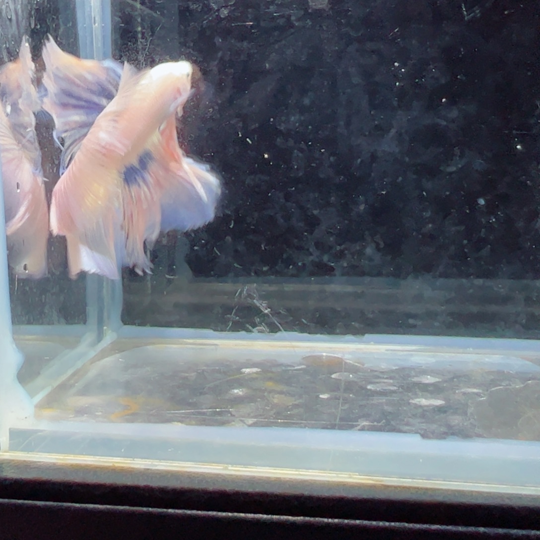 斗鱼浅色特殊尾hhhh