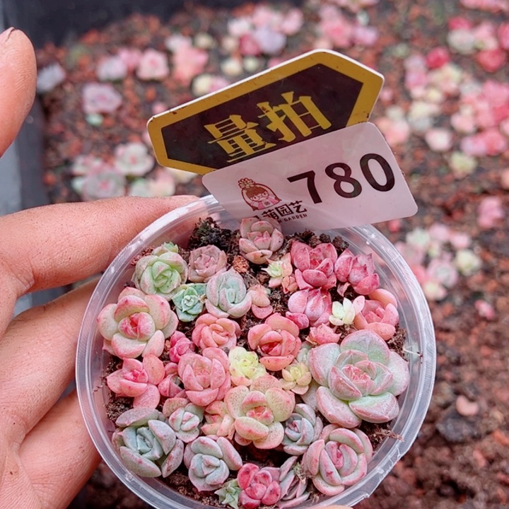 多肉植物多肉植物