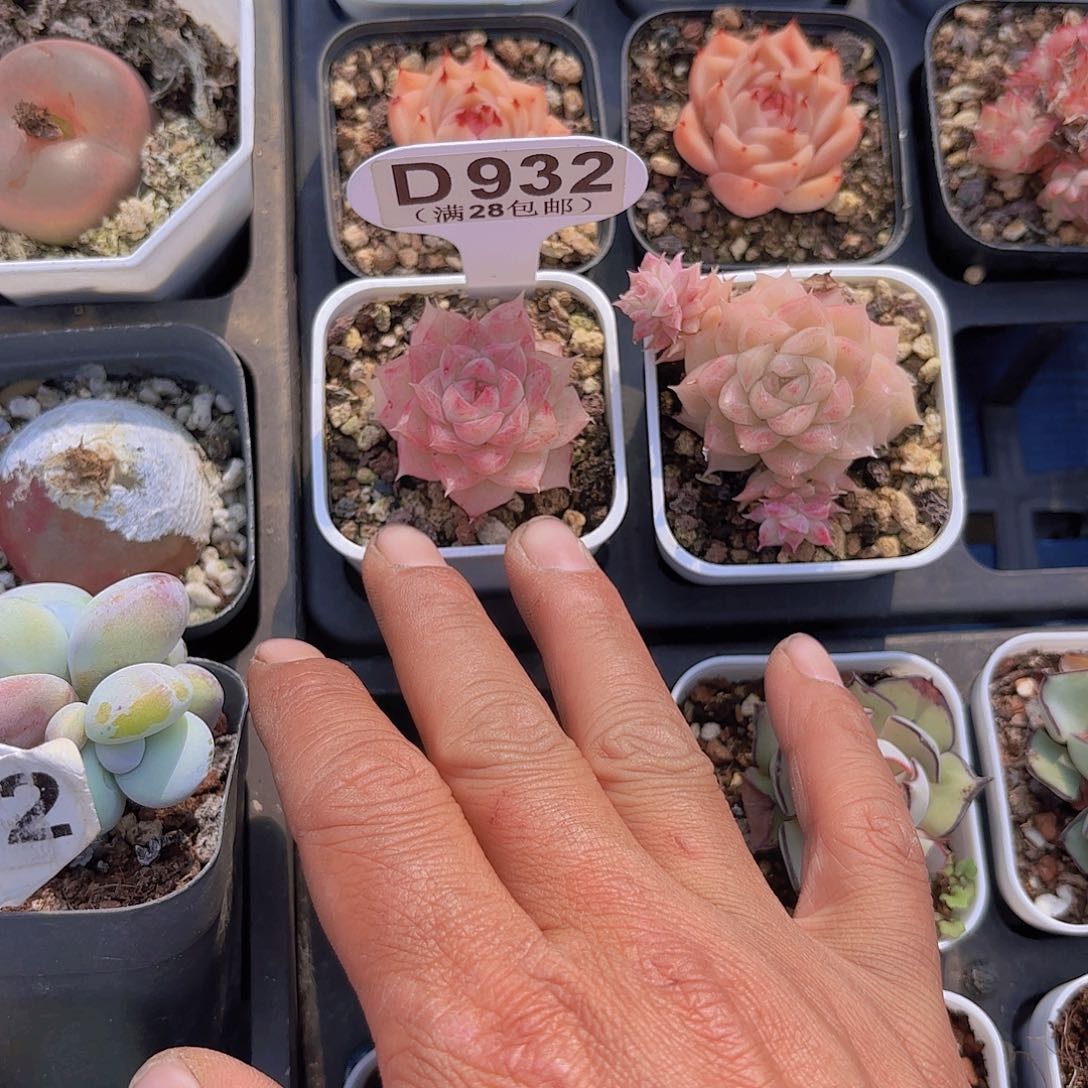 仙*啾D932麦秆一物一拍