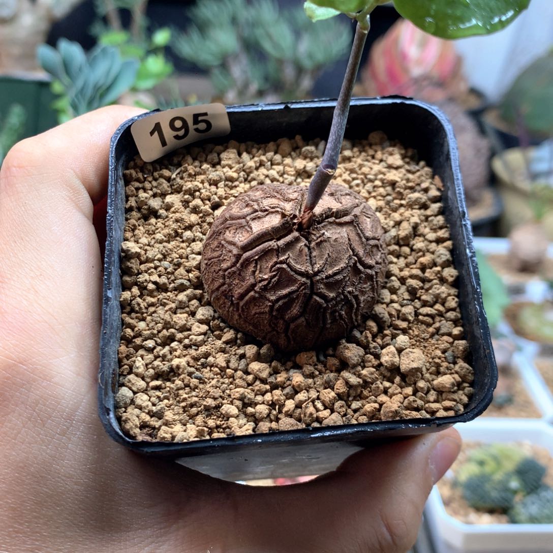 福利南非龟甲龙带盆发货195