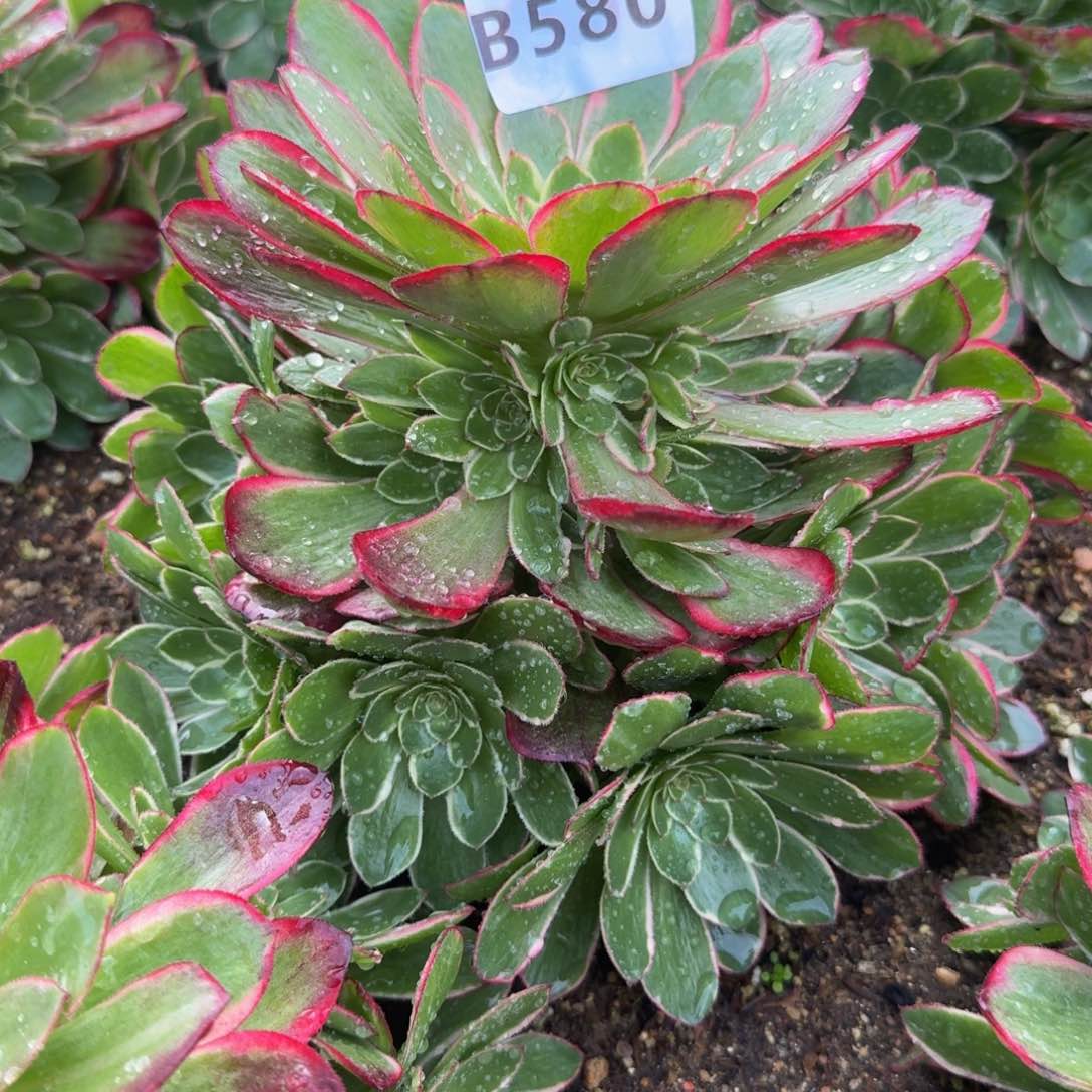 580粉花妖。多肉植物