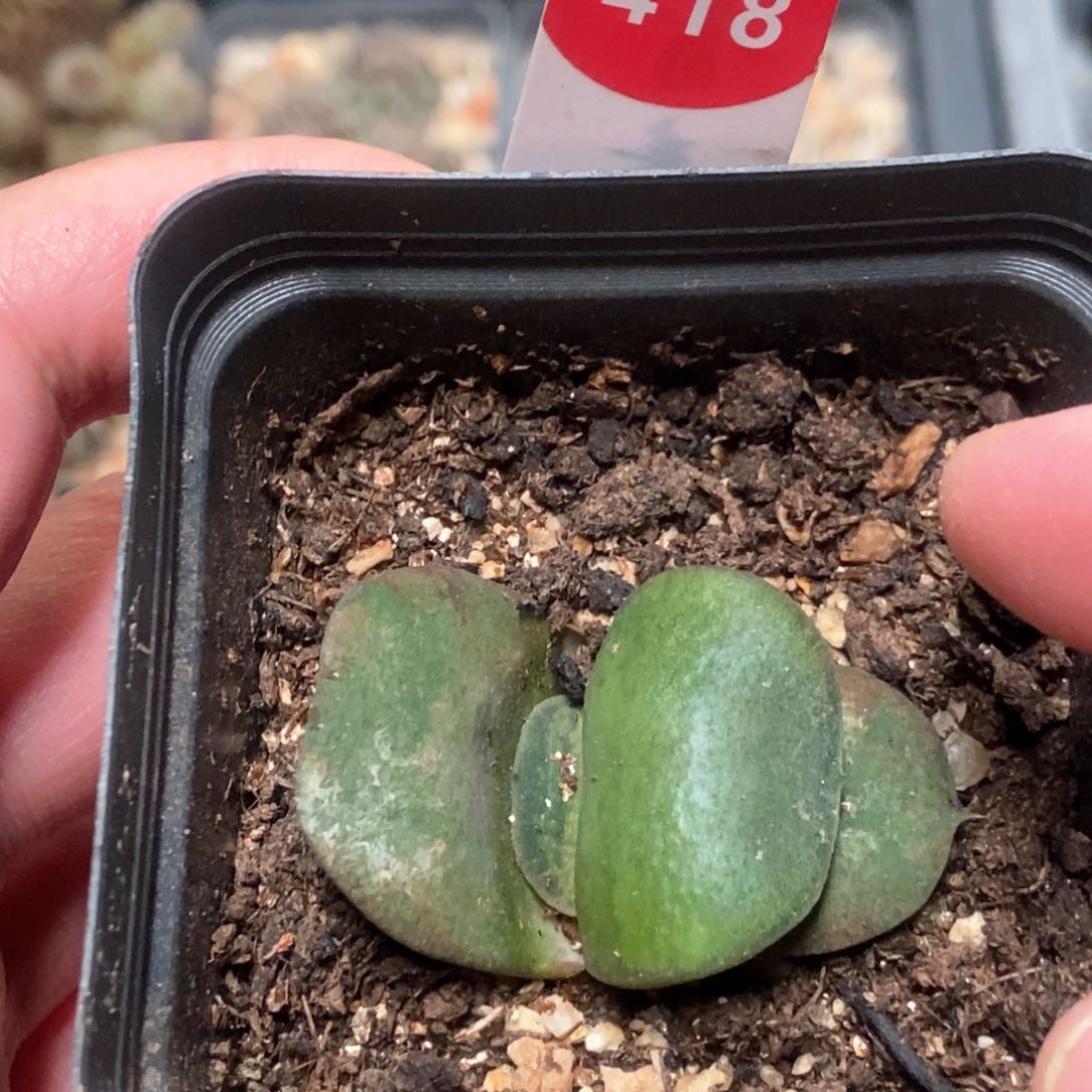 短叶卧牛一棵仙人球