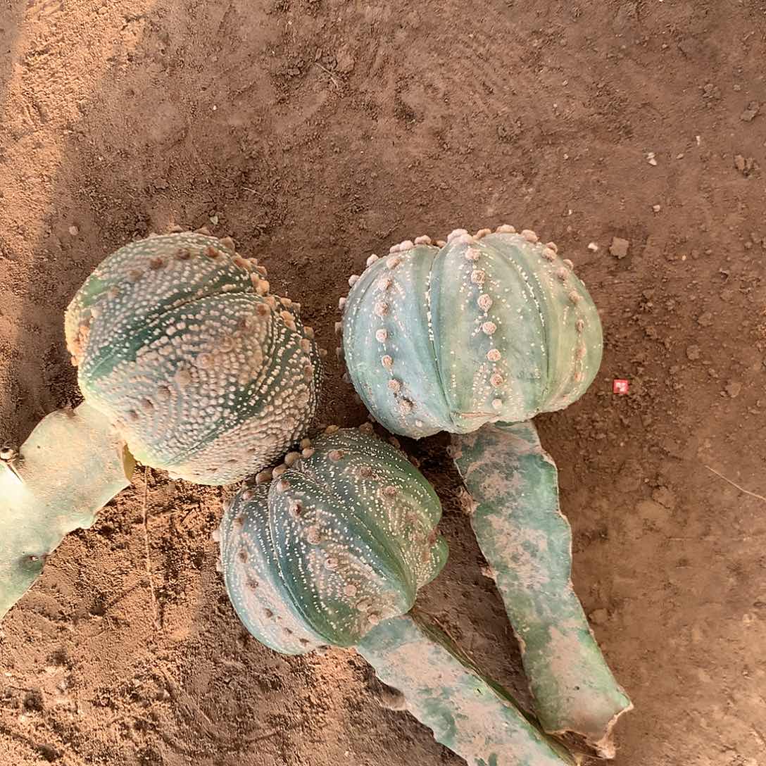 【闪购商品】し****泡三兜兜兜