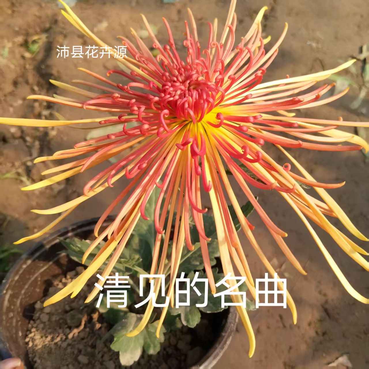 清见的名曲，九月菊花，原盆原土发货。