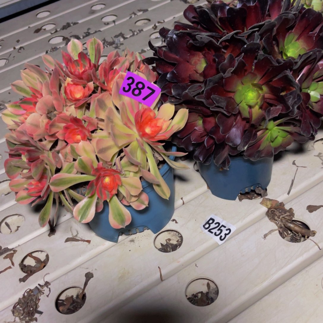 两盆法师7//-20包邮