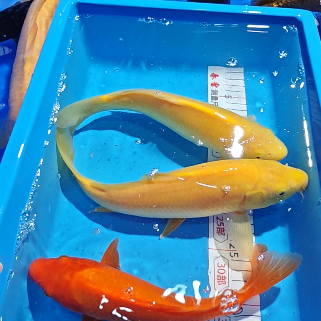 锦鲤不包邮，运费占收多退少补