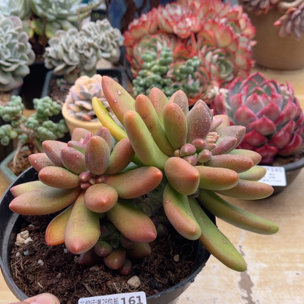 【闪购商品】161芒果奶，母猪体