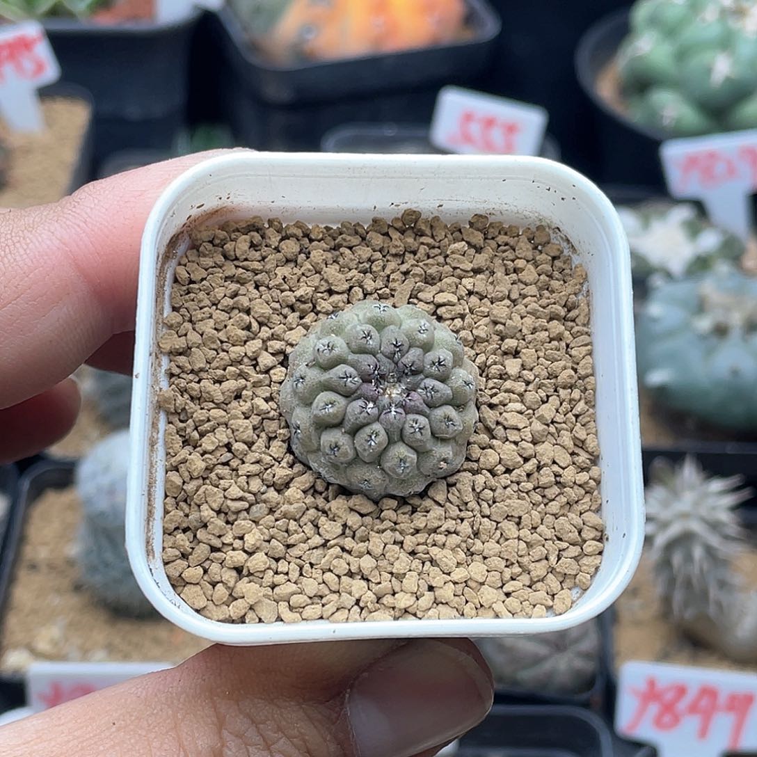 实生大尤豹头仙人球