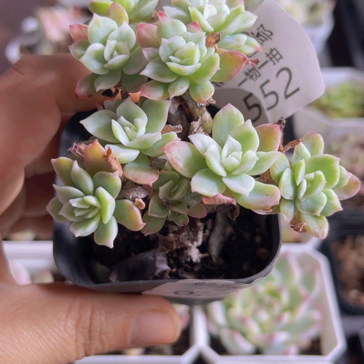 柠檬玫瑰锦多肉植物552