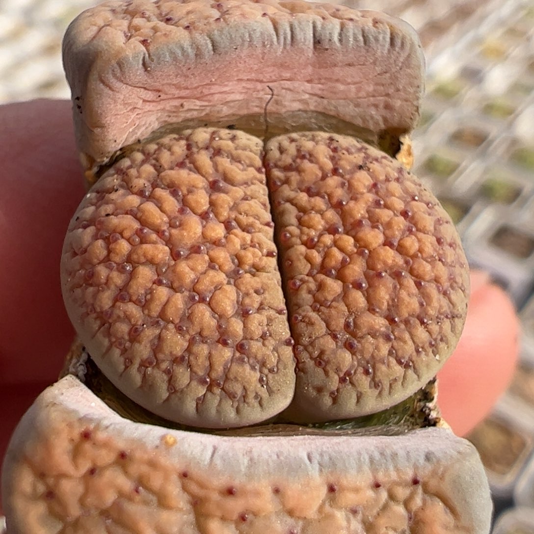 152多肉植物百科