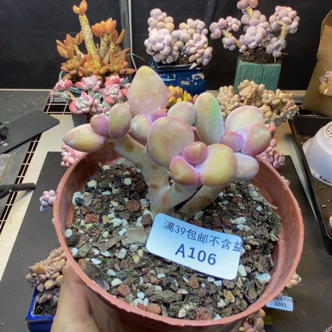 106芒果奶kk奶多肉7cm