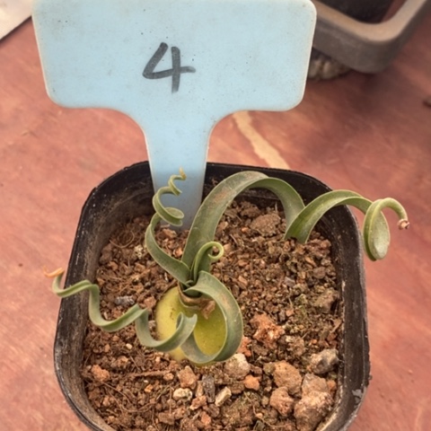 宽叶弹簧草7仙人球