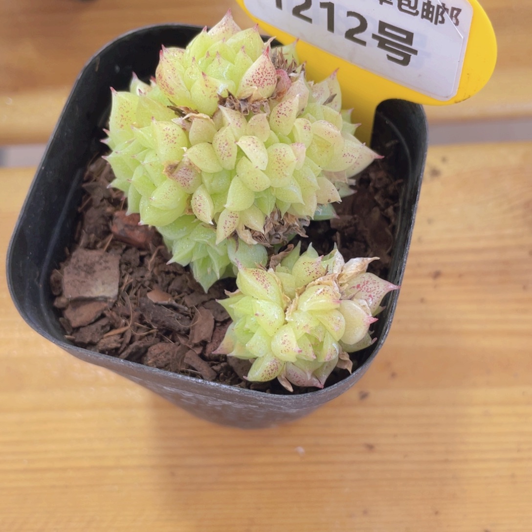 1212号 捡漏麦秆缀大福利